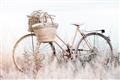Picture of Field Bike _GroupedProduct_Rectangle_Landscape_Photography _GroupedProduct_Rectangle_Landscape_Unframed_Print_Only_