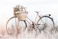 Picture of Field Bike _GroupedProduct_Rectangle_Landscape_Photography _GroupedProduct_Rectangle_Landscape_Unframed_Print_Only_