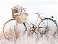 Picture of Field Bike _GroupedProduct_Rectangle_Landscape_Photography _GroupedProduct_Rectangle_Landscape_Unframed_Print_Only_