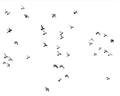 Picture of Flying Birds _GroupedProduct_Rectangle_Landscape_Photography _GroupedProduct_Rectangle_Landscape_Unframed_Print_Only_