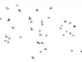 Picture of Flying Birds _GroupedProduct_Rectangle_Landscape_Photography _GroupedProduct_Rectangle_Landscape_Unframed_Print_Only_