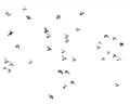 Picture of Flying Birds _GroupedProduct_Rectangle_Landscape_Photography _GroupedProduct_Rectangle_Landscape_Unframed_Print_Only_
