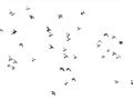 Picture of Flying Birds _GroupedProduct_Rectangle_Landscape_Photography _GroupedProduct_Rectangle_Landscape_Unframed_Print_Only_