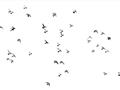 Picture of Flying Birds _GroupedProduct_Rectangle_Landscape_Photography _GroupedProduct_Rectangle_Landscape_Unframed_Print_Only_