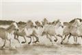 Picture of Horses Running in Water _GroupedProduct_Rectangle_Landscape_Photography _GroupedProduct_Rectangle_Landscape_Unframed_Print_Only_