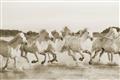 Picture of Horses Running in Water _GroupedProduct_Rectangle_Landscape_Photography _GroupedProduct_Rectangle_Landscape_Unframed_Print_Only_