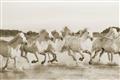 Picture of Horses Running in Water _GroupedProduct_Rectangle_Landscape_Photography _GroupedProduct_Rectangle_Landscape_Unframed_Print_Only_