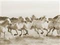 Picture of Horses Running in Water _GroupedProduct_Rectangle_Landscape_Photography _GroupedProduct_Rectangle_Landscape_Unframed_Print_Only_