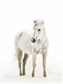 Picture of Solo White Horse _GroupedProduct_Rectangle_Portrait_Photography _GroupedProduct_Rectangle_Portrait_Unframed_Print_Only_