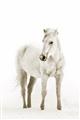 Picture of Solo White Horse _GroupedProduct_Rectangle_Portrait_Photography _GroupedProduct_Rectangle_Portrait_Unframed_Print_Only_