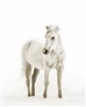 Picture of Solo White Horse _GroupedProduct_Rectangle_Portrait_Photography _GroupedProduct_Rectangle_Portrait_Unframed_Print_Only_