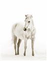 Picture of Solo White Horse _GroupedProduct_Rectangle_Portrait_Photography _GroupedProduct_Rectangle_Portrait_Unframed_Print_Only_