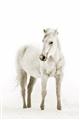 Picture of Solo White Horse _GroupedProduct_Rectangle_Portrait_Photography _GroupedProduct_Rectangle_Portrait_Unframed_Print_Only_