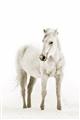 Picture of Solo White Horse _GroupedProduct_Rectangle_Portrait_Photography _GroupedProduct_Rectangle_Portrait_Unframed_Print_Only_