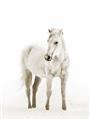 Picture of Solo White Horse _GroupedProduct_Rectangle_Portrait_Photography _GroupedProduct_Rectangle_Portrait_Unframed_Print_Only_