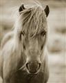 Picture of Icelandic horse in black and white _GroupedProduct_Rectangle_Portrait_Photography _GroupedProduct_Rectangle_Portrait_Unframed_Print_Only_