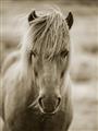 Picture of Icelandic horse in black and white _GroupedProduct_Rectangle_Portrait_Photography _GroupedProduct_Rectangle_Portrait_Unframed_Print_Only_