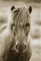 Picture of Icelandic horse in black and white _GroupedProduct_Rectangle_Portrait_Photography _GroupedProduct_Rectangle_Portrait_Unframed_Print_Only_