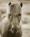 Picture of Icelandic horse in black and white _GroupedProduct_Rectangle_Portrait_Photography _GroupedProduct_Rectangle_Portrait_Unframed_Print_Only_