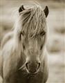 Picture of Icelandic horse in black and white _GroupedProduct_Rectangle_Portrait_Photography _GroupedProduct_Rectangle_Portrait_Unframed_Print_Only_