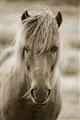 Picture of Icelandic horse in black and white _GroupedProduct_Rectangle_Portrait_Photography _GroupedProduct_Rectangle_Portrait_Unframed_Print_Only_