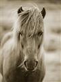 Picture of Icelandic horse in black and white _GroupedProduct_Rectangle_Portrait_Photography _GroupedProduct_Rectangle_Portrait_Unframed_Print_Only_