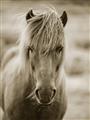 Picture of Icelandic horse in black and white _GroupedProduct_Rectangle_Portrait_Photography _GroupedProduct_Rectangle_Portrait_Unframed_Print_Only_
