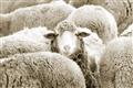 Picture of Sheepish _GroupedProduct_Rectangle_Landscape_Photography _GroupedProduct_Rectangle_Landscape_Unframed_Print_Only_