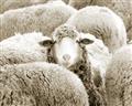 Picture of Sheepish _GroupedProduct_Rectangle_Landscape_Photography _GroupedProduct_Rectangle_Landscape_Unframed_Print_Only_