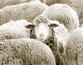 Picture of Sheepish _GroupedProduct_Rectangle_Landscape_Photography _GroupedProduct_Rectangle_Landscape_Unframed_Print_Only_