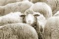 Picture of Sheepish _GroupedProduct_Rectangle_Landscape_Photography _GroupedProduct_Rectangle_Landscape_Unframed_Print_Only_