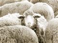 Picture of Sheepish _GroupedProduct_Rectangle_Landscape_Photography _GroupedProduct_Rectangle_Landscape_Unframed_Print_Only_