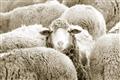Picture of Sheepish _GroupedProduct_Rectangle_Landscape_Photography _GroupedProduct_Rectangle_Landscape_Unframed_Print_Only_