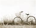 Picture of Leaning Bike  _GroupedProduct_Rectangle_Landscape_Photography _GroupedProduct_Rectangle_Landscape_Unframed_Print_Only_