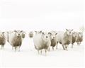 Picture of Sheep Party _GroupedProduct_Rectangle_Landscape_Photography _GroupedProduct_Rectangle_Landscape_Unframed_Print_Only_