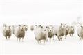 Picture of Sheep Party _GroupedProduct_Rectangle_Landscape_Photography _GroupedProduct_Rectangle_Landscape_Unframed_Print_Only_