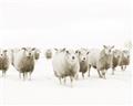 Picture of Sheep Party _GroupedProduct_Rectangle_Landscape_Photography _GroupedProduct_Rectangle_Landscape_Unframed_Print_Only_