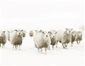 Picture of Sheep Party _GroupedProduct_Rectangle_Landscape_Photography _GroupedProduct_Rectangle_Landscape_Unframed_Print_Only_