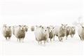 Picture of Sheep Party _GroupedProduct_Rectangle_Landscape_Photography _GroupedProduct_Rectangle_Landscape_Unframed_Print_Only_