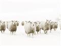 Picture of Sheep Party _GroupedProduct_Rectangle_Landscape_Photography _GroupedProduct_Rectangle_Landscape_Unframed_Print_Only_