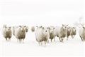 Picture of Sheep Party _GroupedProduct_Rectangle_Landscape_Photography _GroupedProduct_Rectangle_Landscape_Unframed_Print_Only_