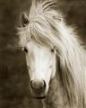 Picture of Stallion _GroupedProduct_Rectangle_Portrait_Photography _GroupedProduct_Rectangle_Portrait_Unframed_Print_Only_