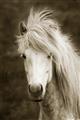 Picture of Stallion _GroupedProduct_Rectangle_Portrait_Photography _GroupedProduct_Rectangle_Portrait_Unframed_Print_Only_