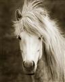 Picture of Stallion _GroupedProduct_Rectangle_Portrait_Photography _GroupedProduct_Rectangle_Portrait_Unframed_Print_Only_