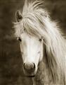 Picture of Stallion _GroupedProduct_Rectangle_Portrait_Photography _GroupedProduct_Rectangle_Portrait_Unframed_Print_Only_