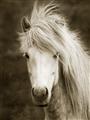 Picture of Stallion _GroupedProduct_Rectangle_Portrait_Photography _GroupedProduct_Rectangle_Portrait_Unframed_Print_Only_