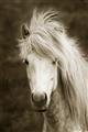 Picture of Stallion _GroupedProduct_Rectangle_Portrait_Photography _GroupedProduct_Rectangle_Portrait_Unframed_Print_Only_