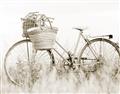 Picture of Field Bike _GroupedProduct_Rectangle_Landscape_Photography _GroupedProduct_Rectangle_Landscape_Unframed_Print_Only_