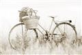 Picture of Field Bike _GroupedProduct_Rectangle_Landscape_Photography _GroupedProduct_Rectangle_Landscape_Unframed_Print_Only_