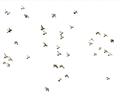 Picture of Flying Birds _GroupedProduct_Rectangle_Landscape_Photography _GroupedProduct_Rectangle_Landscape_Unframed_Print_Only_